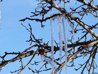 Ice on a Tree in Truckee California