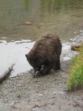 Truckee Fauna info. from Truckee Travel Guide Truckee Fauna info. from Truckee Travel Guide