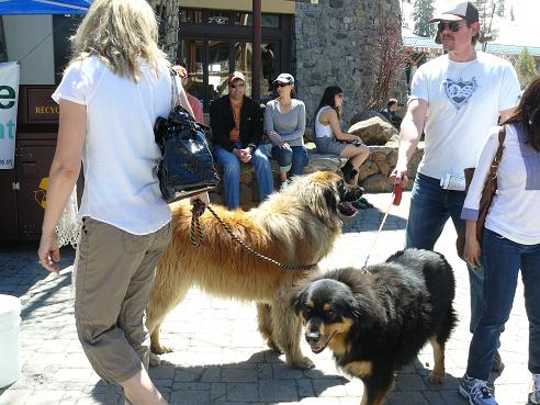 Dogs at the 2012 North Tahoe Truckee Earth Day Celebration at Squaw Vally