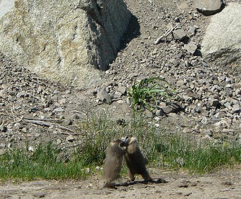 Marmots in the Truckee, CA area - Info. from Truckee Travel Guide
