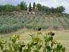 Olive Grove at the Villa Campestri,  Credit: First Trip to Italy