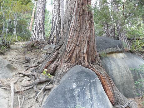 Vikingsholm Trail at Emerald Bay, Lake Tahoe - Tree Roots growing around rocks!