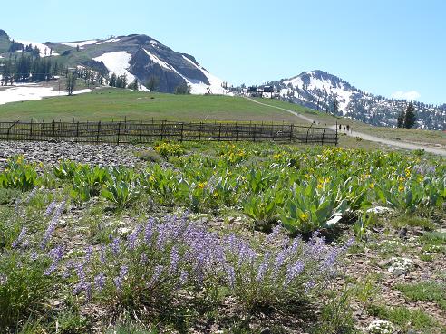 Wildflowers growing at High Camp, Squaw Valley in Olympic Valley, CA