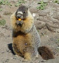 Marmot eating a paintball pellet at High Camp, Squaw Valley in Olympic Valley, CA