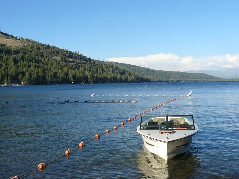 Canadian Geese at Donner Lake in Truckee, 
CA