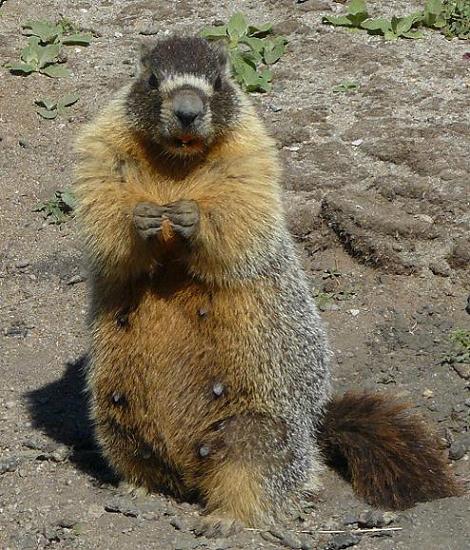 Marmots in the Truckee, CA area - Info. from Truckee Travel Guide
