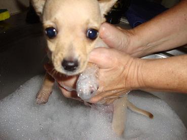 Pixie puppy getting groomed