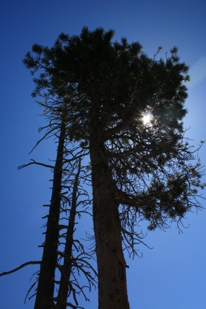Tree at Lake Tahoe