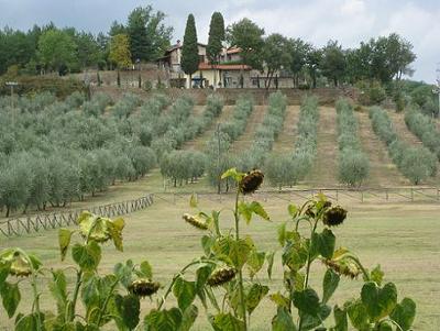 Olive Grove at the Villa Campestri,  Credit: First Trip to Italy