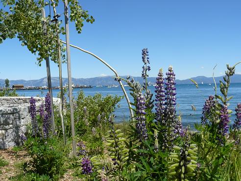 Lupines at Tahoe City at Lake Tahoe, California