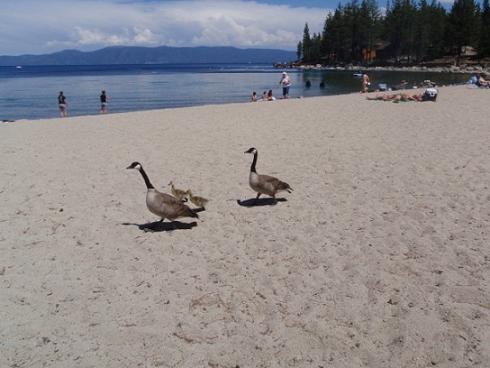 Meeks Bay Beach at Lake Tahoe