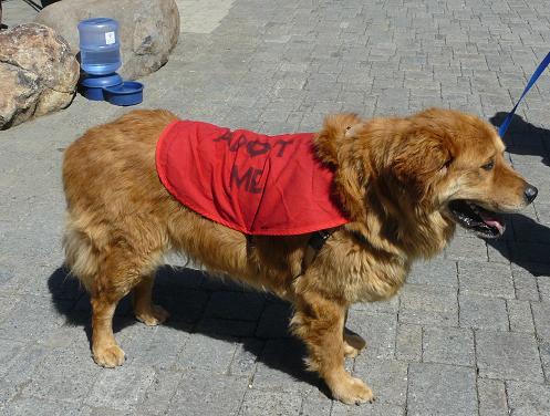 One of the Humane Society of Truckee-Tahoe Dogs at the 2011 Peaks & Paws Event