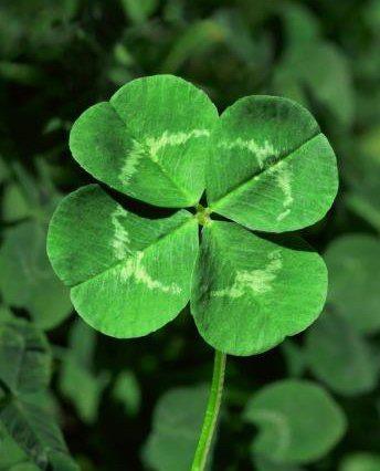 Four Leaf Clover for St. Patricks Day