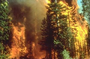 Forest Fire - Tips for Emergency Preparedness