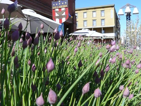 Gorgeous Flowers outside Bar of America in Truckee, California