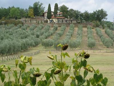 Olive Grove at the Villa Campestri,  Credit: First Trip to Italy