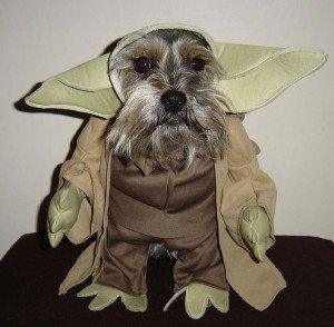 Yoda Pup ready for Hallowee