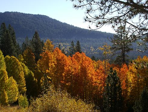 Hope Valley - Hwy 88 between South Lake Tahoe & Kirkwood