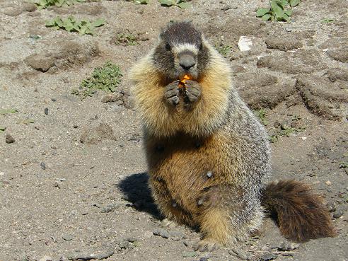 Marmots in the Truckee, CA area - Info. from Truckee Travel Guide