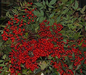 Nandina - great to use as a Christmas Decoration