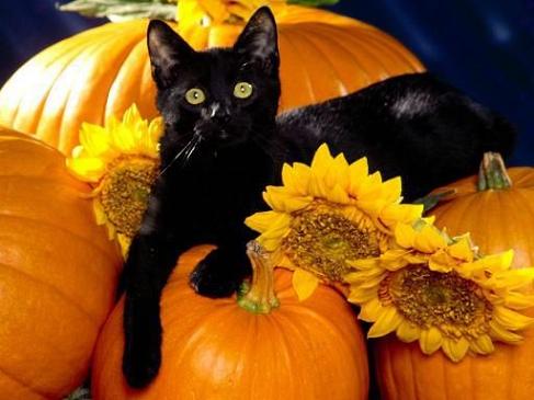 Pumpkins, sunflowers and a black cat
